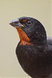 Lesser Antillean Bullfinch